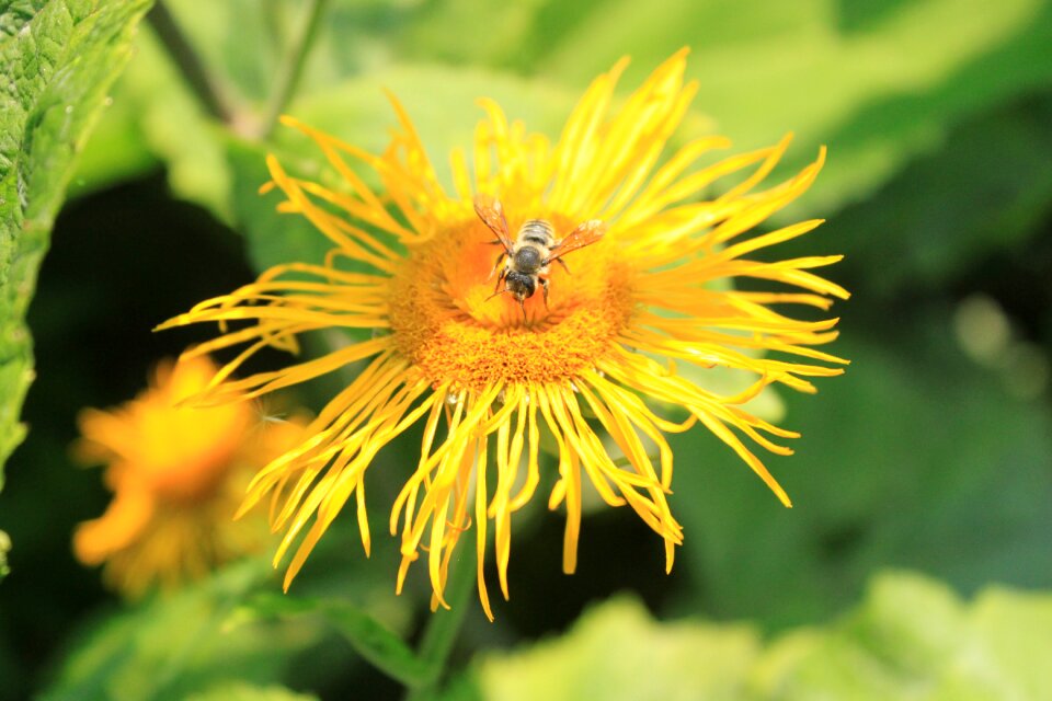 Yellow orange ox-eye