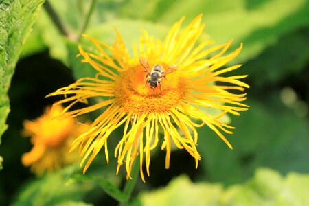 Yellow orange ox-eye