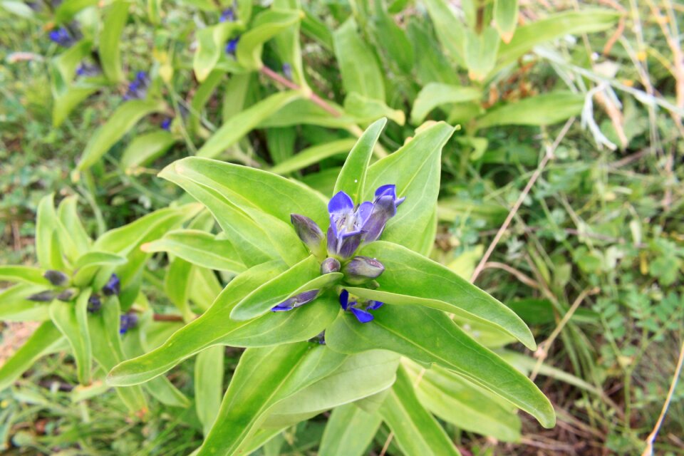 Gentian gentiana green