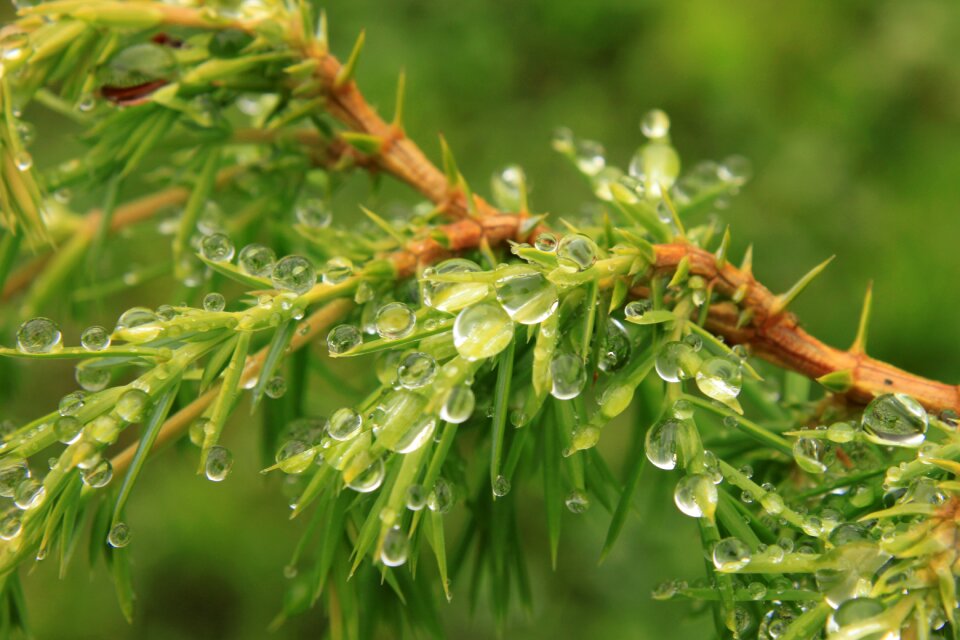 Green juniper water