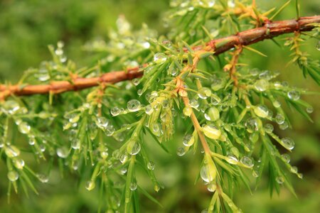 Green juniper water