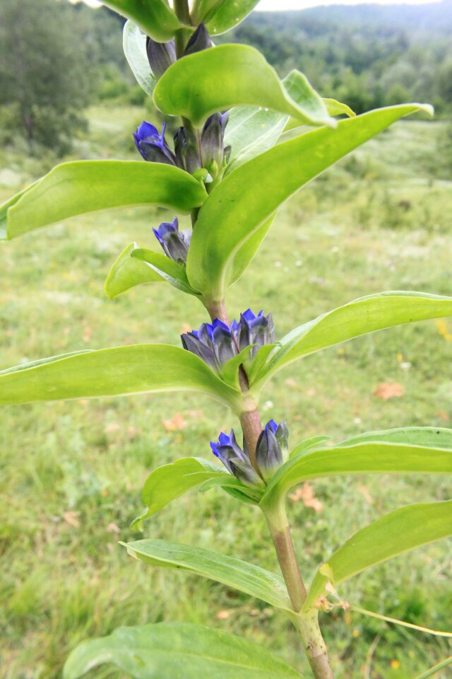 Gentian gentiana green