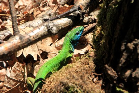Green lacerta lizard