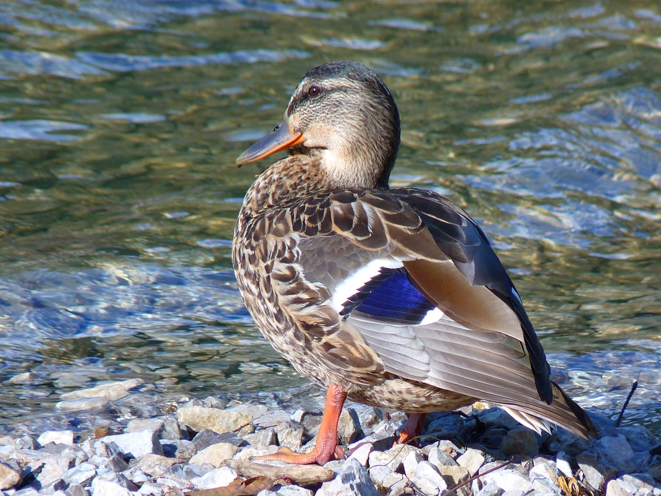 Animal bird water