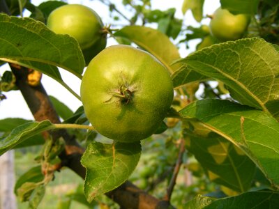Leaves fruit health