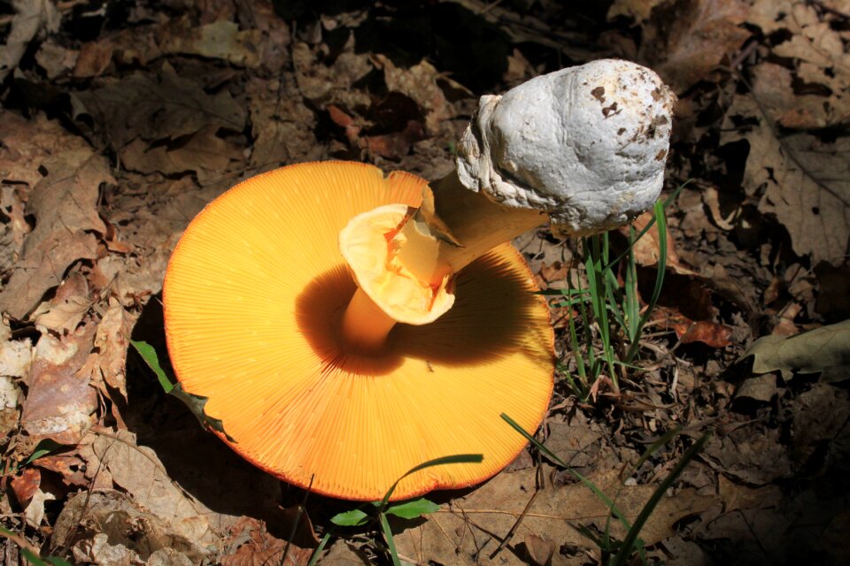 Orange yellow mushroom fungi