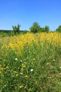 Galium lady verum