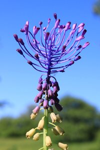 Leopoldia muscari purple