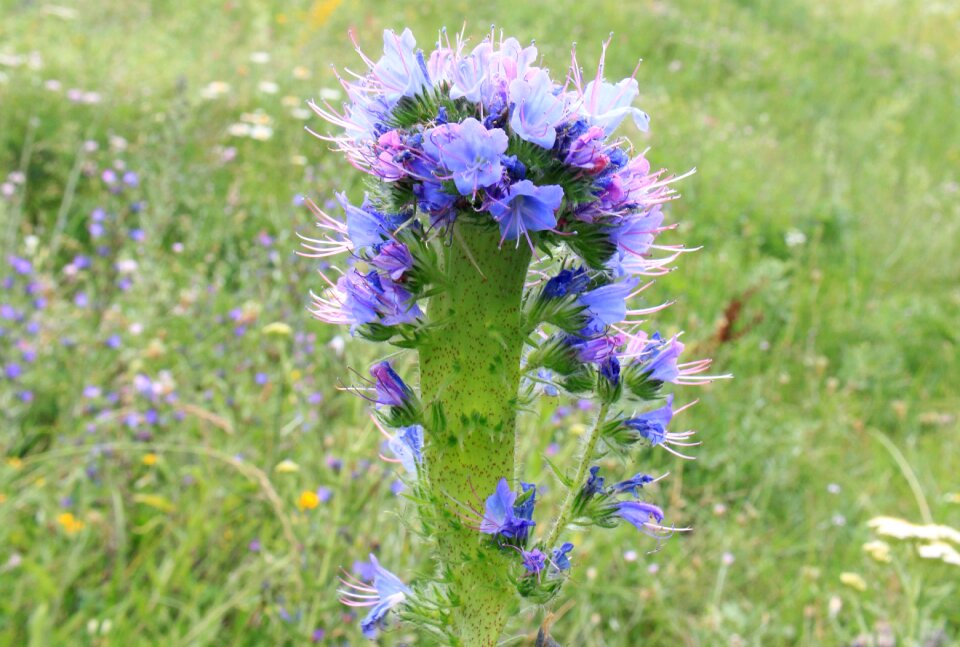 Echium flowers herbs