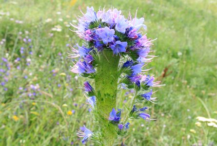 Echium flowers herbs photo