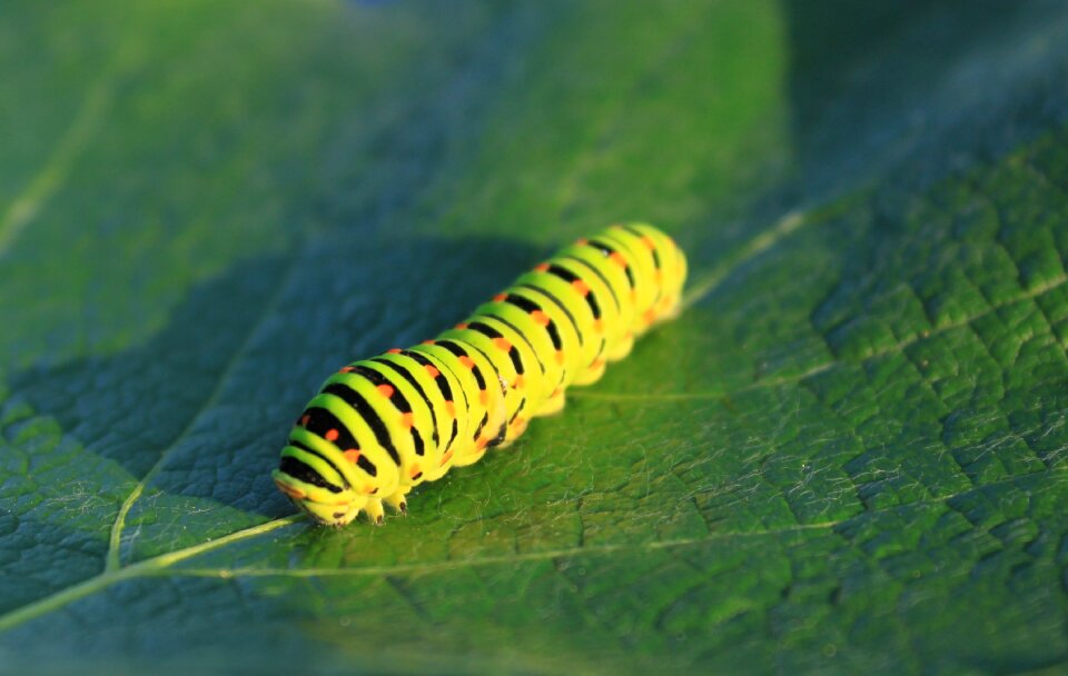 Lepidoptera papilionidae swallowtail