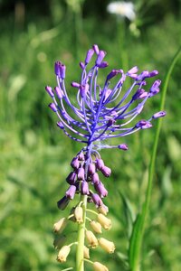 Leopoldia muscari purple photo