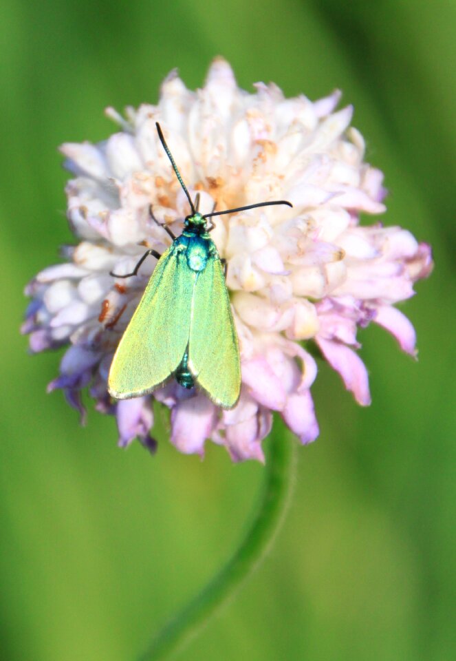 Reflection wings insects
