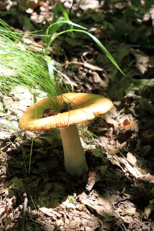 Poisonous russula stinking