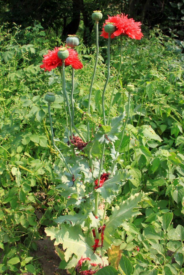 Opium papaver poppy
