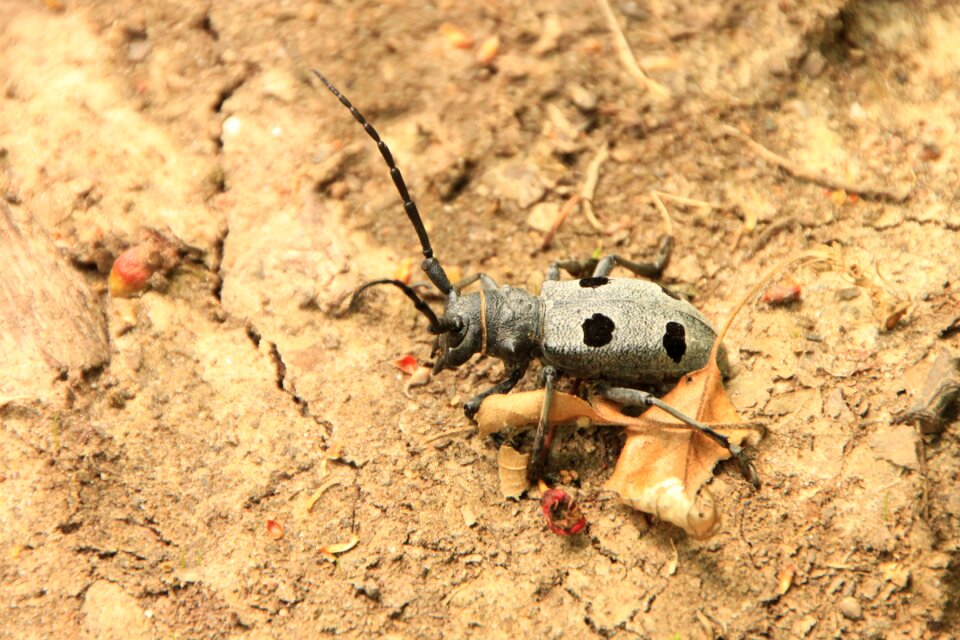 Cerambycidae funereus horns