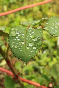 Leaves raindrops rose