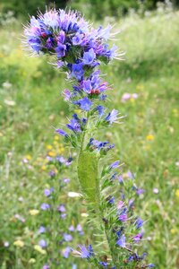 Echium flowers herbs photo