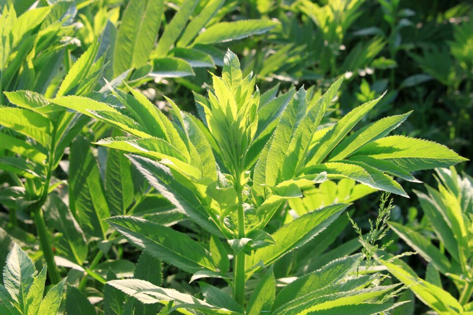 Green sambucus plants