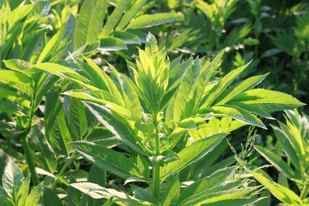 Green sambucus plants