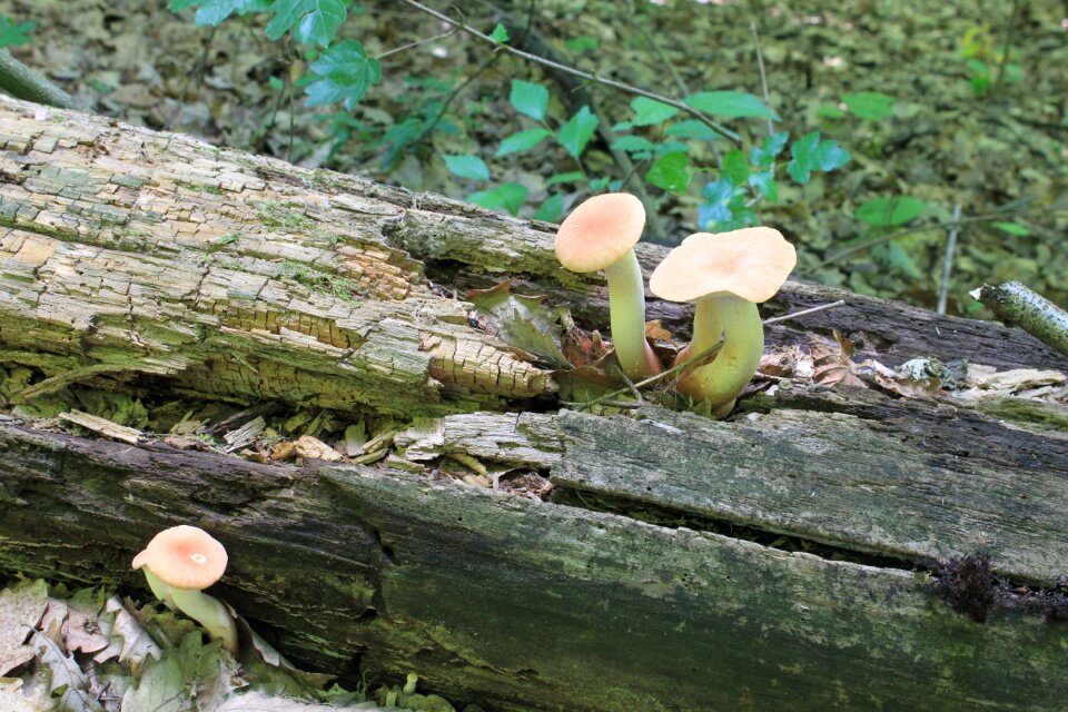 Fungus pleurotus trumpet