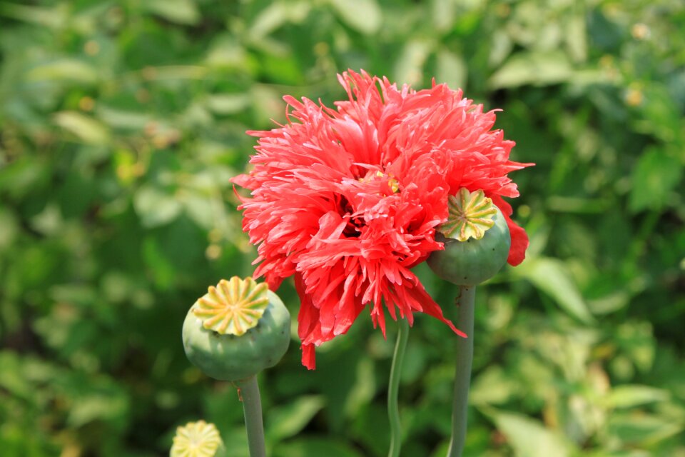 Opium papaver poppy