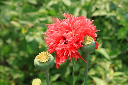 Opium papaver poppy photo