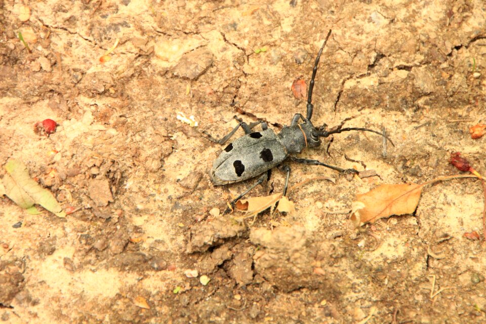 Cerambycidae funereus horns