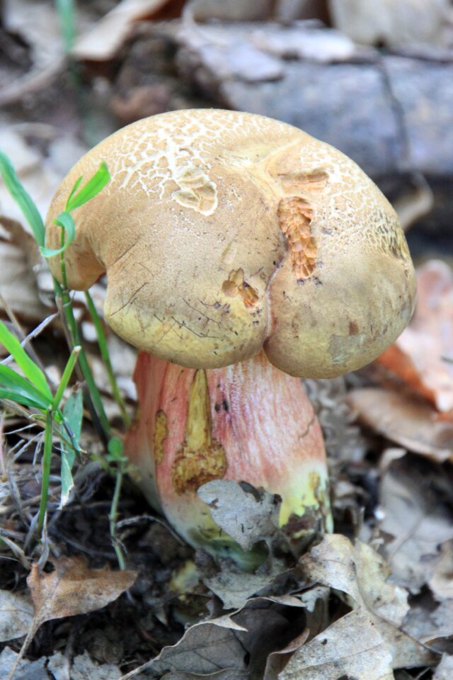 Fungus penny porcino