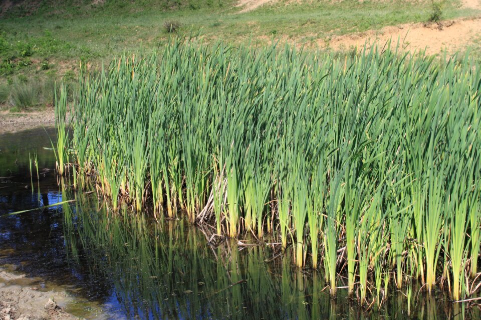 Lake latifolia pond