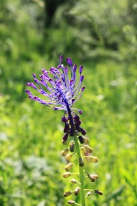 Leopoldia muscari purple