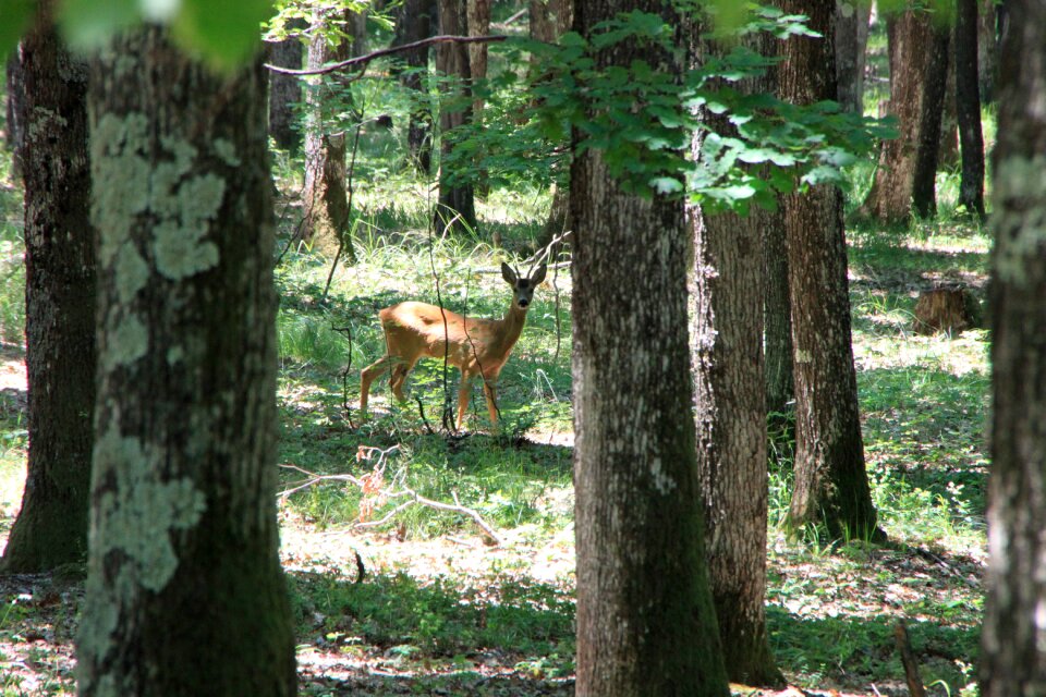 Wild young animals photo