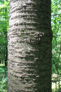 Wood nature plants