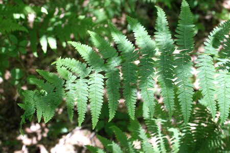 Leaf nature plants