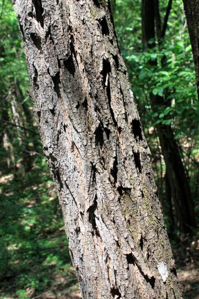 Locust logs robinia