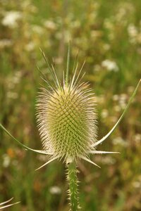 Sylvestris teasel plants