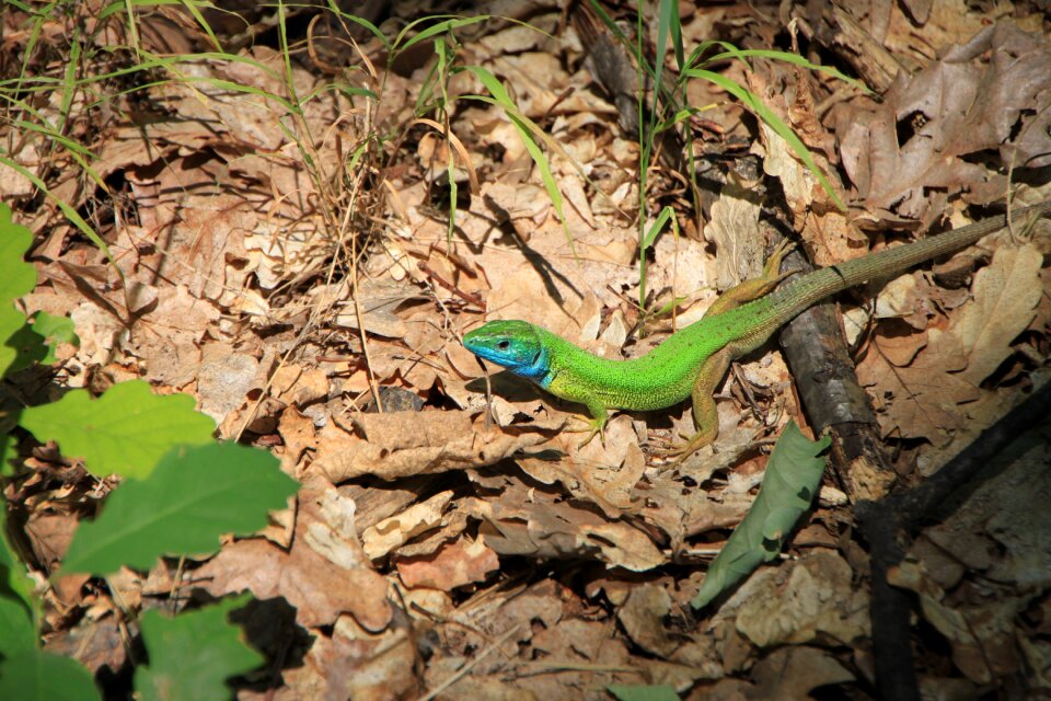 Green lacerta lizard