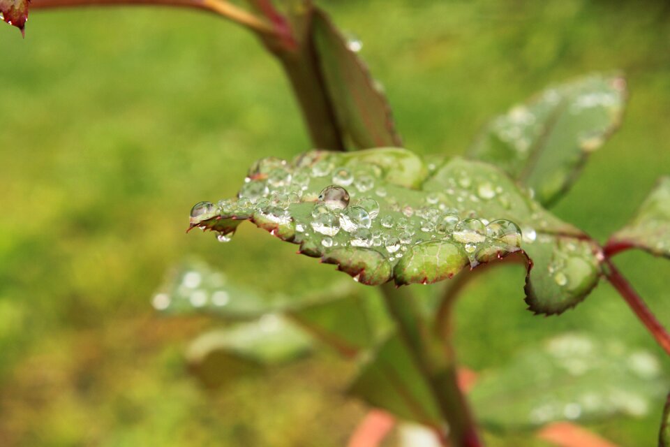 Leaves raindrops rose