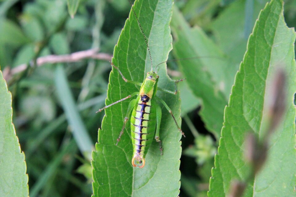 Grasshopper green leaf