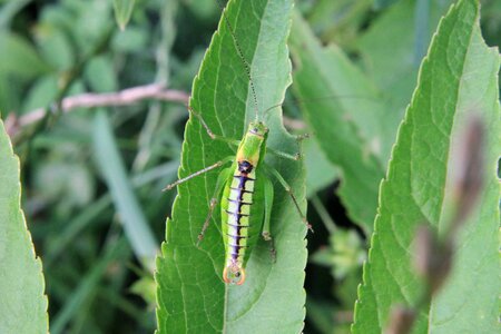Grasshopper green leaf