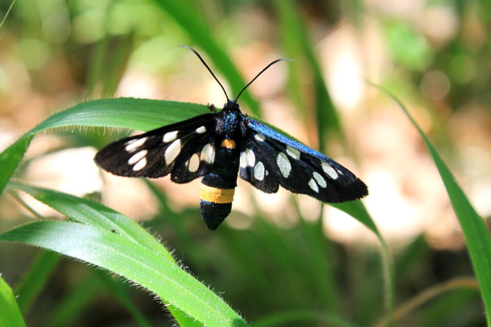 Moth phegea spotted