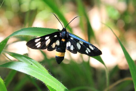 Moth phegea spotted