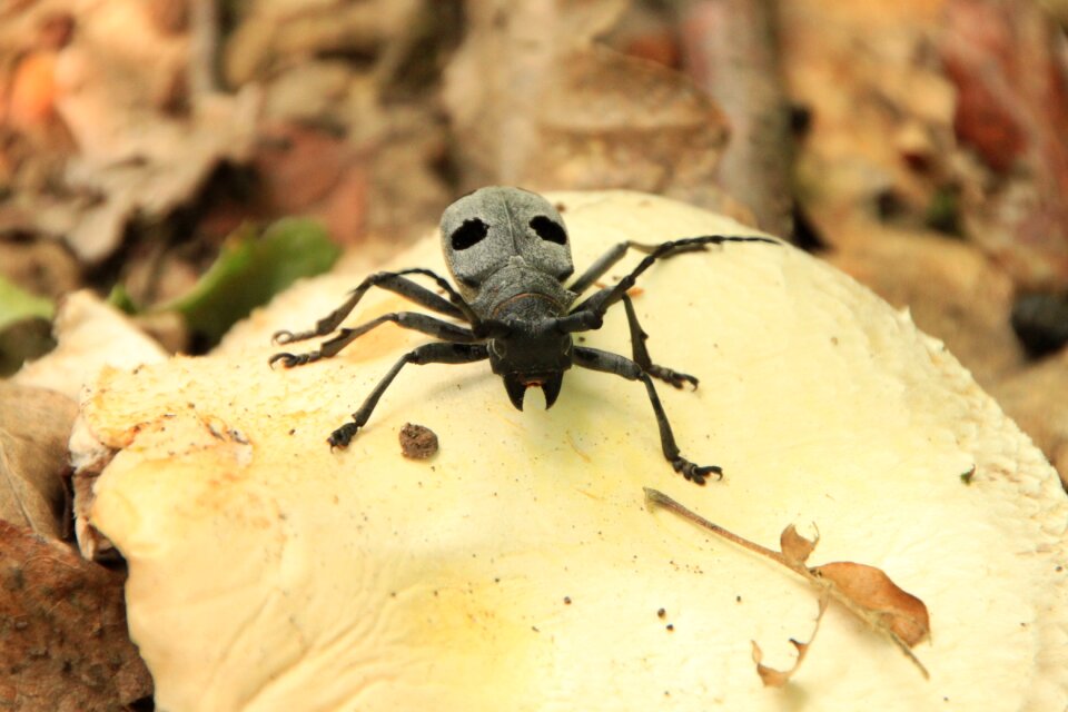 Cerambycidae funereus horns