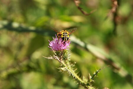Striped thistle wasps