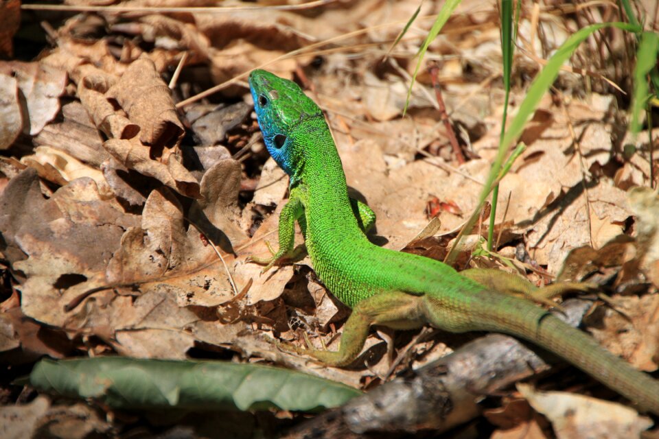Green lacerta lizard