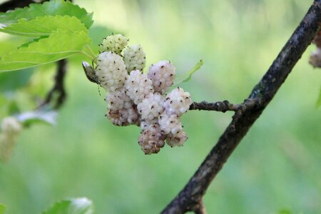 White fruit plants