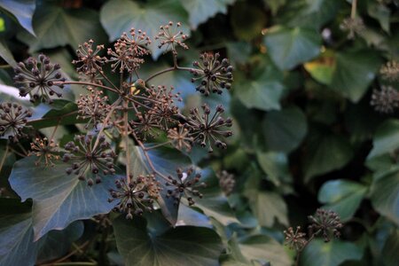 Ivy snow plants