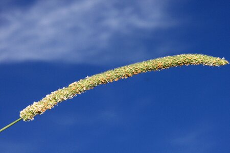 Green seeds wild
