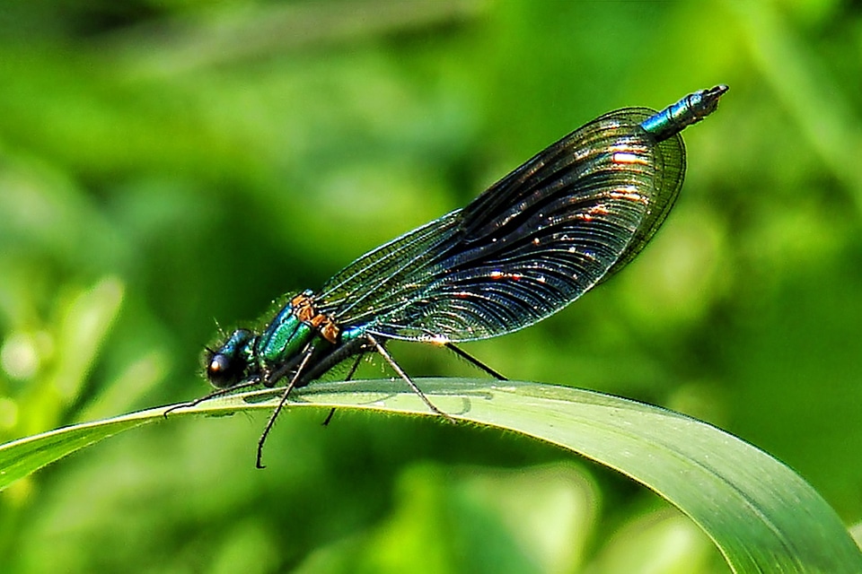 Dragonflies insect insects