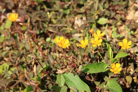 Pes-caprae yellow plants photo